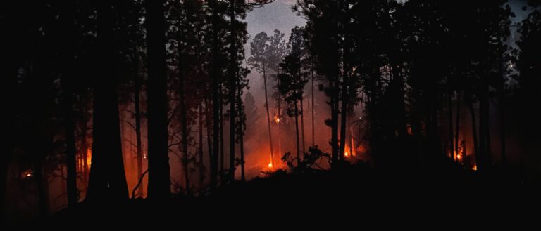 A darkened forest, interspersed with glowing fire from a controlled burn.