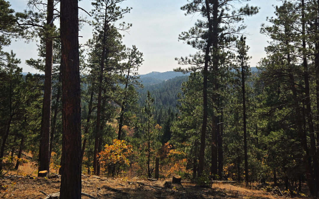 Community Forest Program