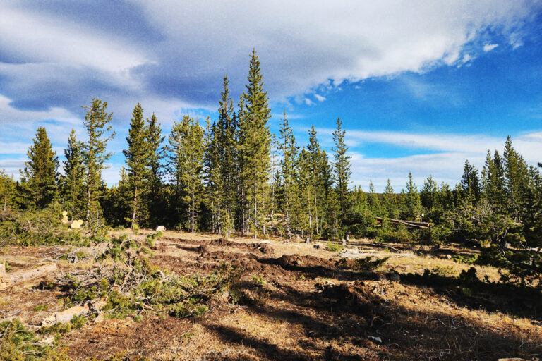 An alpine forest with areas of furrowed dirt