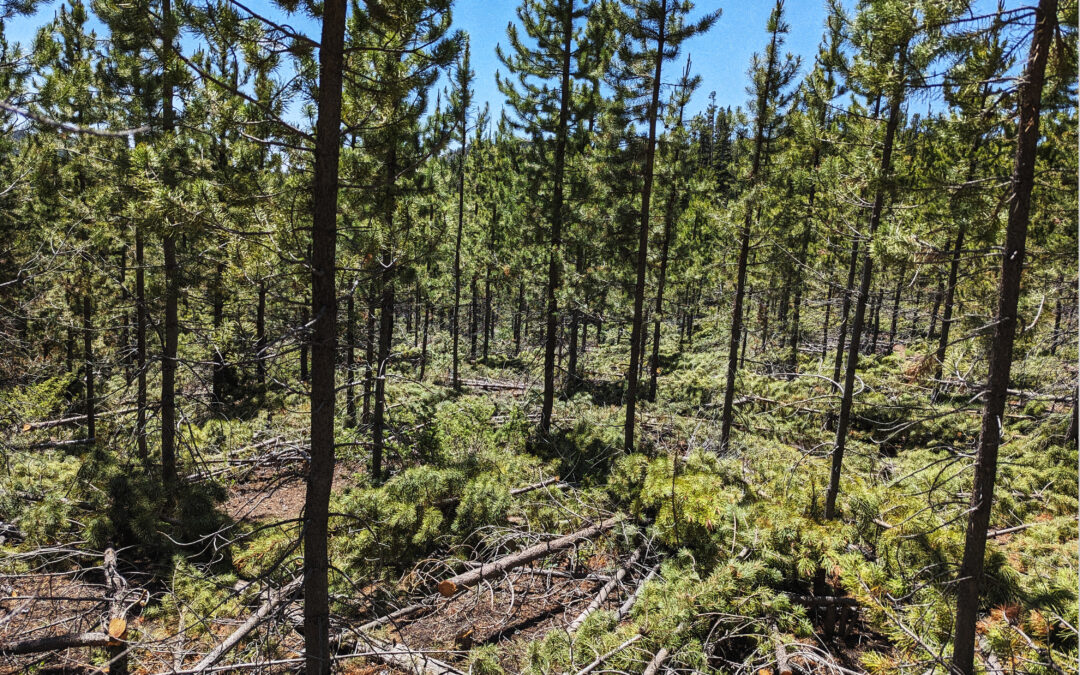 Protect Wyoming’s forests; don’t move firewood