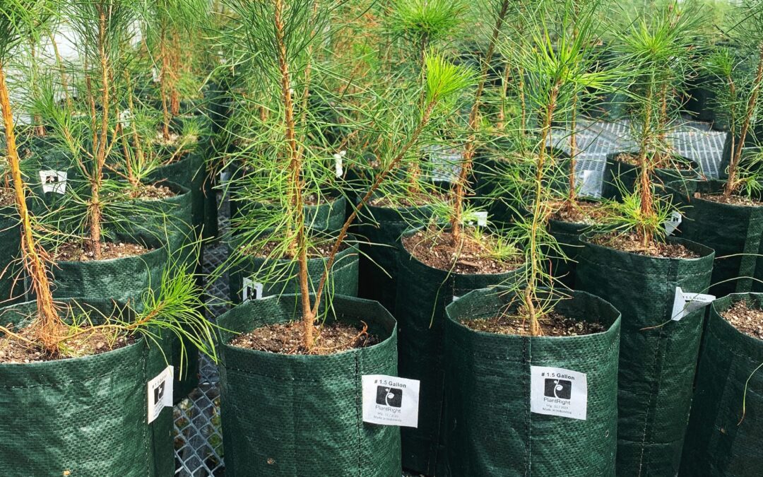 Tree Planting Cost-Share Grant