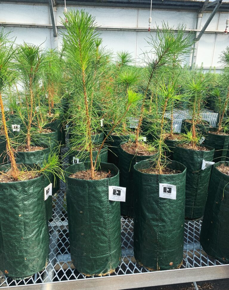 Trees stand in PlantRight planters on a metal shelf