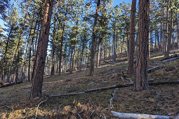 A sloped hill with trees and scattered branches