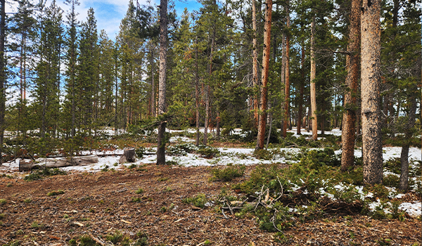 ForestManagement An alpine forest