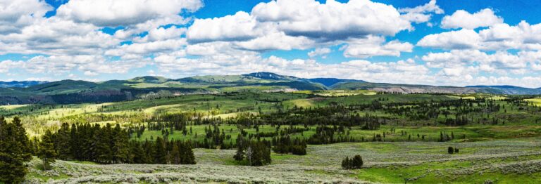 A forest landscape in Wyoming