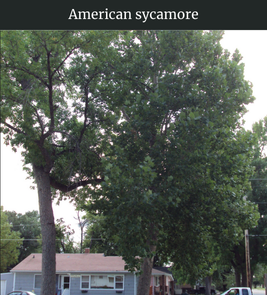 Photograph of champion American Sycamore