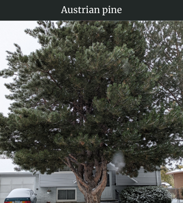 Photograph of champion Austrian Pine