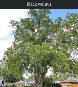 Photograph of champion Black Walnut