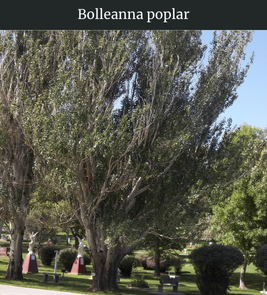 Photograph of champion Bolleana Poplar