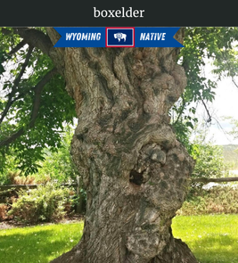 Photograph of champion Boxelder