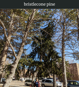 Photograph of champion Bristlecone Pine