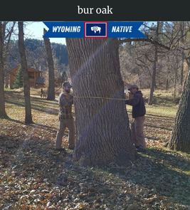Photograph of champion Bur Oak