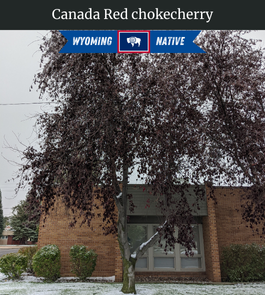 Photograph of champion Chokecherry ‘Canada Red’