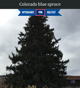 Photograph of champion Colorado Blue Spruce
