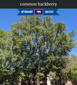 Photograph of champion Common Hackberry