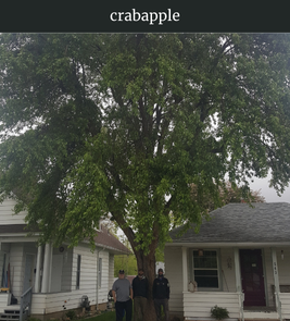 Photograph of champion Crabapple