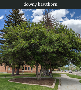 Photograph of champion Downy Hawthorn
