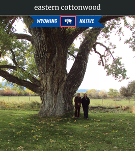 Photograph of champion Eastern Cottonwood