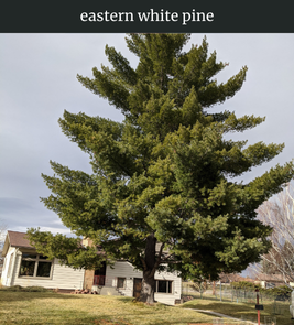 Photograph of champion Eastern White Pine
