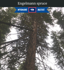 Photograph of champion Engelmann Spruce