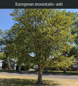 Photograph of champion European Mountain Ash