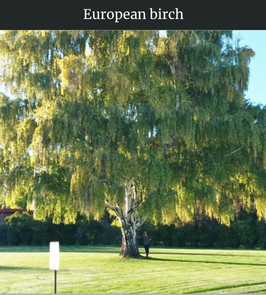 Photograph of champion European White Birch