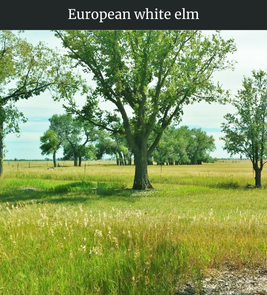 Photograph of champion European White Elm