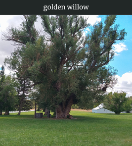 Photograph of champion Golden Willow