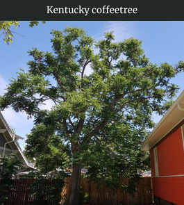 Photograph of champion Kentucky Coffeetree