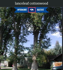 Photograph of champion Lanceleaf Cottonwood