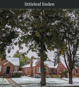 Photograph of champion Littleleaf Linden