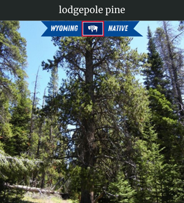 Photograph of champion Lodgepole Pine