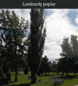 Photograph of champion Lombardy Poplar