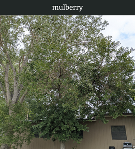 Photograph of champion Mulberry