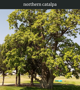 Photograph of champion Northern Catalpa