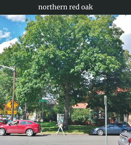 Photograph of champion Northern Red Oak