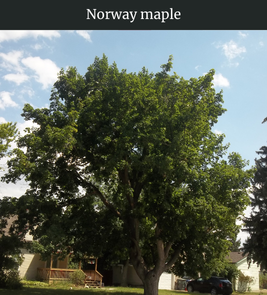 Photograph of champion Norway Maple