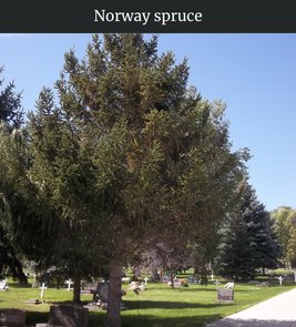 Photograph of champion Norway Spruce