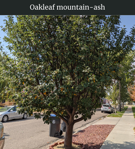 Photograph of champion Oakleaf Mountain Ash