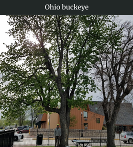 Photograph of champion Ohio Buckeye