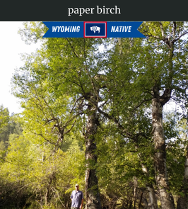 Photograph of champion Paper Birch