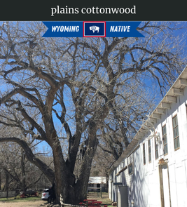 Photograph of champion Plains Cottonwood