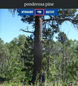 Photograph of champion Ponderosa Pine