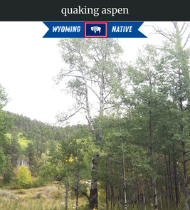 Photograph of champion Quaking Aspen