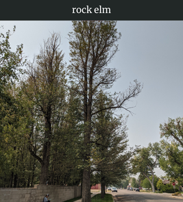 Photograph of champion Rock Elm