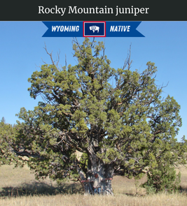 Photograph of champion Rocky Mountain Juniper