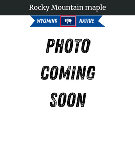 Photograph of champion Rocky Mountain Maple