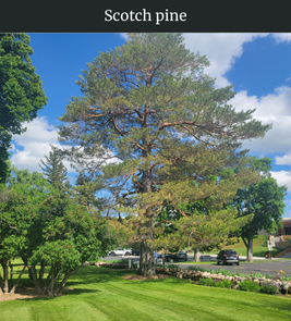 Photograph of champion Scotch Pine
