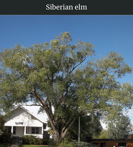 Photograph of champion Siberian Elm