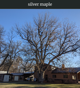 Photograph of champion Silver Maple